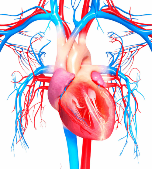 Corazon latiendo Corazon latiendo